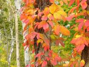 紅葉の見ごろは10月中旬～11月上旬